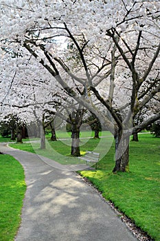 Cherry blossom in Stanley park, Vancouver