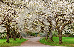 Cherry Blossom photo