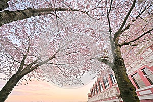 Cherry blossom and station at Vancouver B,C, at sunset