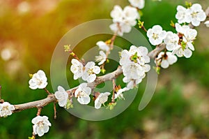 Cherry blossom on a sunny day, the arrival of spring, the blossoming of trees, buds on a tree, natural wallpaper