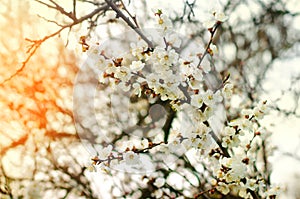 Cherry blossom on a sunny day, the arrival of spring, the blossoming of trees, buds on a tree, natural wallpaper