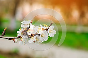 Cherry blossom on a sunny day, the arrival of spring, the blossoming of trees, buds on a tree, natural wallpaper