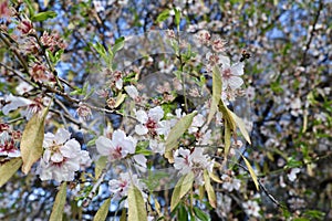 Cherry blossom sunset
