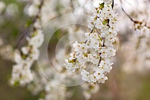 Cherry blossom swell in spring