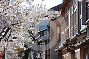 Cherry blossom teahouse old house street Kanazawa Japan