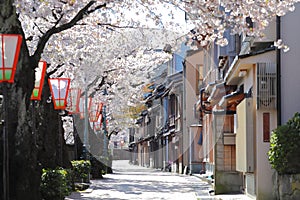 Cherry blossom teahouse old house street Kanazawa Japan