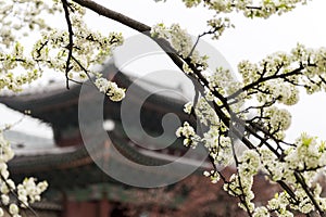 Cherry blossom with temple background at spring time.