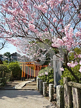 Cherry Blossom Temple