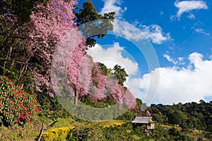 Cherry blossom thailand