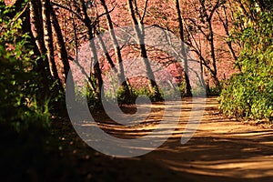 Cherry blossom in Thailand