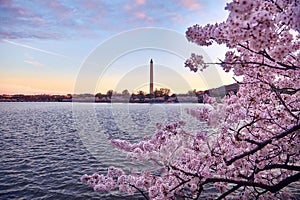 Cherry Blossom Tidal Basin Washington DC