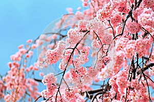 Cherry blossom in Tokyo