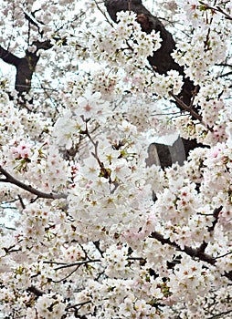 When cherry blossom at tokyo