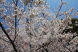 Cherry blossom, Tokyo