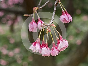 Cherry Blossom, Tokyo, Japan