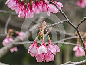 Cherry Blossom, Tokyo, Japan