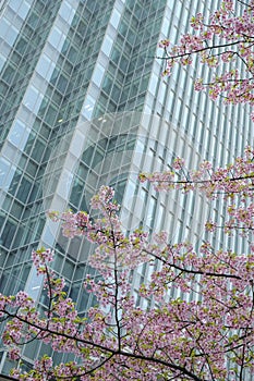 Cherry blossom in Tokyo, Japan
