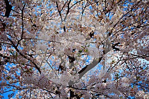 Cherry blossom, Tokyo, Japan