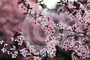 Cherry Blossom in spring