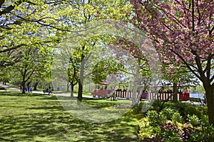 Cherry blossom - train ride in High Park in springtime