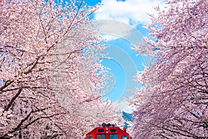 Cherry blossom with train in spring in Korea is the popular cherry blossom viewing spot, jinhae South Korea