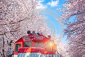 Cherry blossom and train in spring in Korea is the popular cherry blossom viewing spot, jinhae South Korea