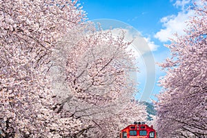 Cherry blossom and train in spring in Korea is the popular cherry blossom viewing spot, jinhae South Korea