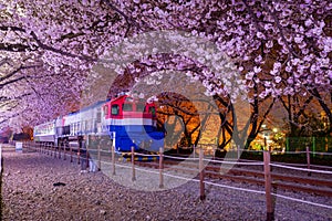 Cherry blossom and train in spring at night It is a popular cherry blossom viewing spot, jinhae, South Korea