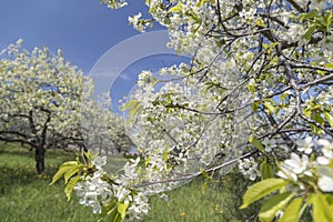 Cherry Blossom in Traverse City photo