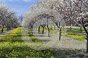 Cherry Blossom in Traverse City