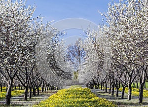 Cherry Blossom at Traverse City, Michigan photo
