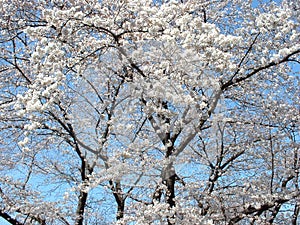 Cereza flor un árbol 