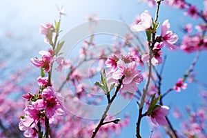 Cherry blossom tree