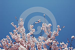 Cherry Blossom Tree