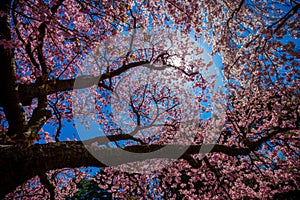 Cherry Blossom Tree