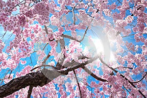 Cherry blossom tree