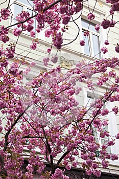 Cherry blossom tree against building