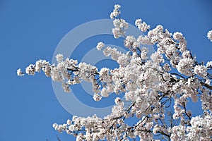 Cherry blossom tree