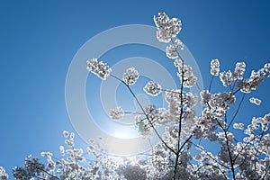 The cherry blossom tree background. White spring flowers the blossom fruit tree. Bunches of white cherry blossoms on