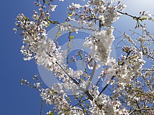 Cherry Blossom Tree Bloom