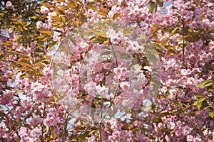 Cherry Blossom Tree in Bloom