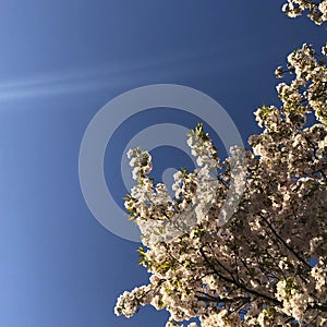 Cherry blossom tree in bloom in morning light