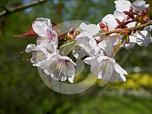 Cherry blossom tree in bloom. Sakura flowers branch on blurred bokeh background. Garden on sunny spring day. Soft focus floral