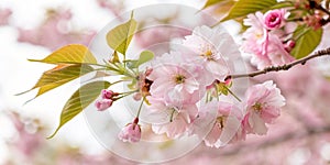 Cherry blossom tree blooming in spring
