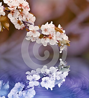 Cherry blossom tree branch and its reflection on the water surface