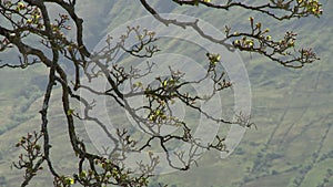 Cherry Blossom Tree Branches