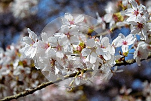 Cherry Blossom Tree Close-up Petals and Flowers