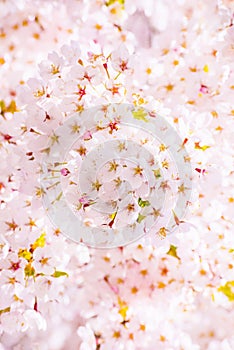 Cherry blossom tree detail, pink bloom background