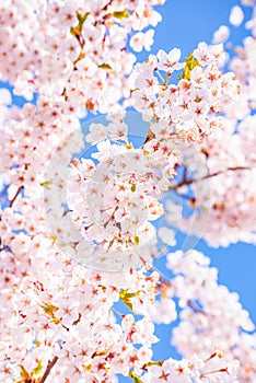 Cherry blossom tree detail, pink and blue background