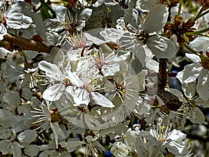 Cherry Blossom tree  Floral Beautiful White Blue Sky Nature  backgroun